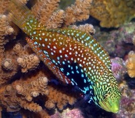 Photo:  African Leopard Wrasse